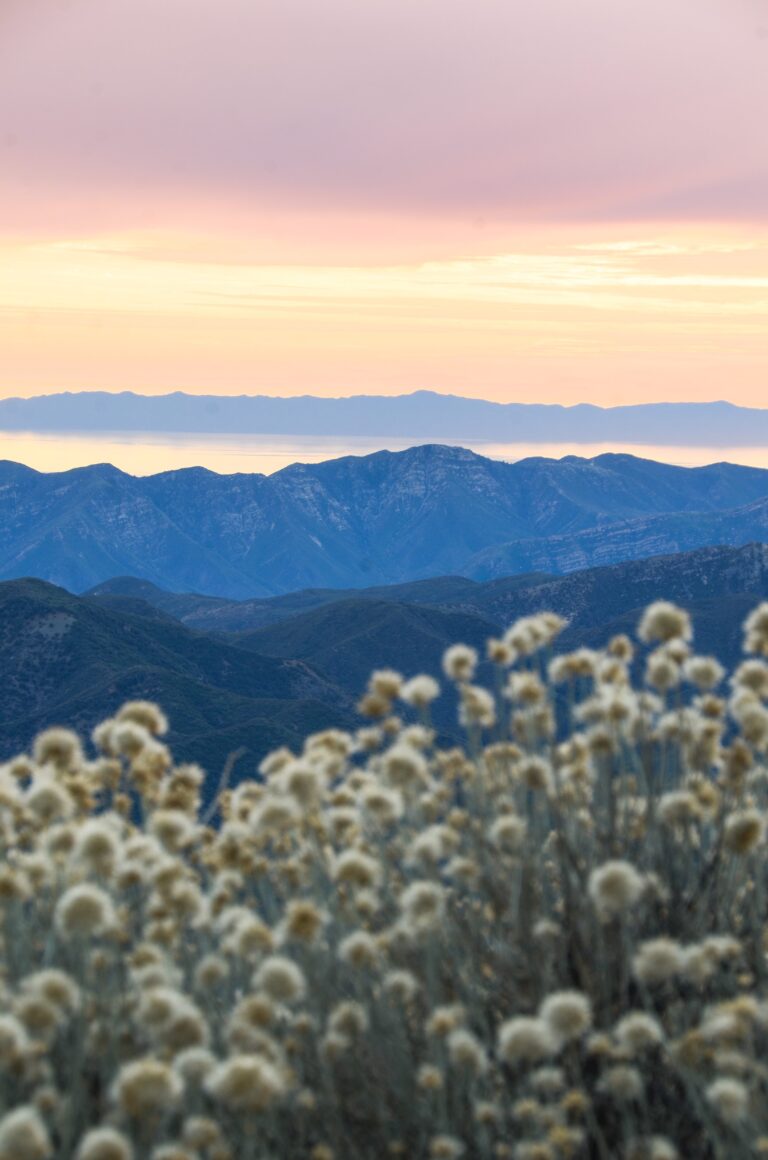 pinemtnoceansunset scape small